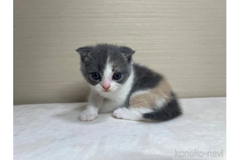 成約済の茨城県のスコティッシュフォールド(折れ耳)-84718の3枚目